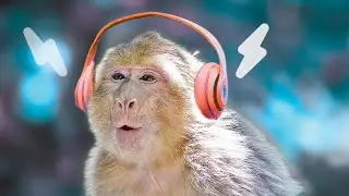 Do Monkeys Like Music? 🙉 Monkey Reactions