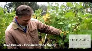 One Acre In The Napa Valley - Pre Harvest Oak Knoll