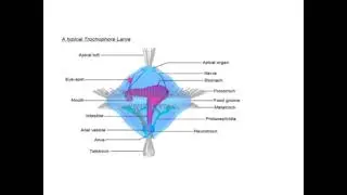Trochophore larva
