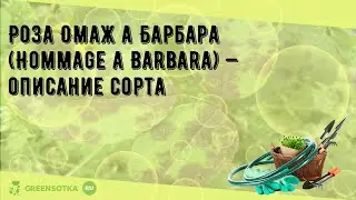 Роза Омаж а Барбара (Hommage a Barbara) &mdash; описание сорта