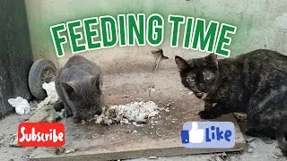 Feeding time to my homeless Cat