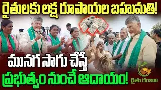 రైతులకు లక్ష రూపాయల బహుమతి! మునగ సాగు చేస్తే !
