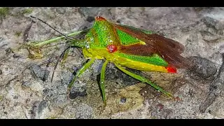 Acanthosoma Haemorrhoidale - The Hawthorn Shield Bug