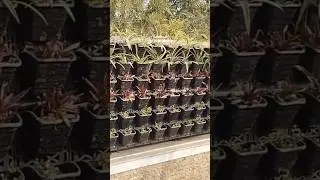 Step by Step Natural Vertical Garden Setup By Garden G |  3 Mothns Free Maintenance