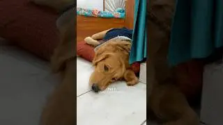 Took Revenge with Sock 🤣 #dog #goldenretriever #doglover #puppy