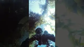 360 Catalina 4 #scubadivingadventures #underwater #scuba #scubalife #catalina #casinopoint