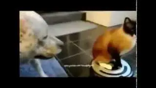 EPIC!!!  VERY LOVELY CATS compilation