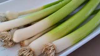 Growing leeks in containers on a patio