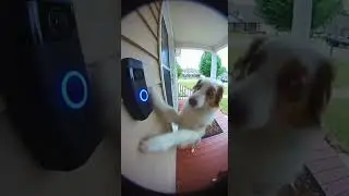 Dog ringing doorbell #dogs #cat #barkbox #doorbellcam #funny #cute #ring #animals #viral #doglife