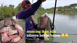 Mancing harian ‼️ tiket sabtu dan minggu 35k ikan nilanya babon babon 