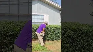 Branch Cutting. Yard Work + A Birds Nest. Full Video Up Now