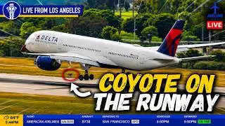 Wildlife Drama at LAX! Delta A350 Nearly Hits Coyote on Runway 24R