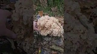 Спара́ссис курча́вый&mdash;вид съедобных грибов из рода Спарассис.  Как редкий вид включён в Красную книгу