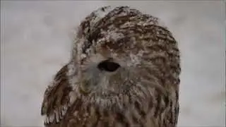 Сова и неясыть зимой.