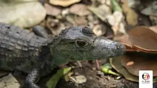 Fauna nativa de Guatemala