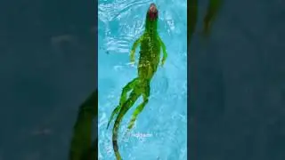 baby iguana swim for The first time#shorts