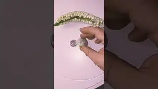 Mutant Corn !!! Kernel Bigger Than Quarer GMO Super Spray Conspiracy Theory PROOF