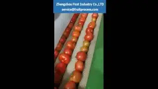 tomato washing sorting equipment，tomato cleaning machine