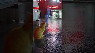 Loyal Cat Waits Outside the Hospital | Real CCTV Emotional Moment 🐾🌧️ #Shorts