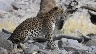 Solo Trip Mumbai To Sawai Madhopur Leopard Sighting