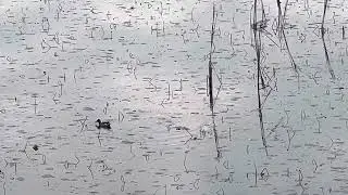 Urban outdoor wildlife 2022. Waterfowl. Pitt lake marshland.
