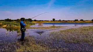 Snakehead Fishing Videos//Maral Fishing videos//maral hunt