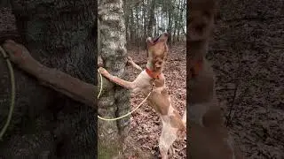 Щенок английской куньей гончей в тренировочном кресле #охотничьясобака