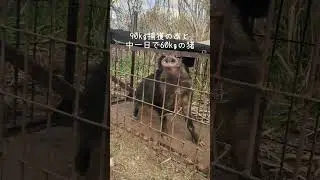 先日90kgサイズの猪ごかかった罠に、中一日で60kgサイズのメス猪が掛かった。#箱罠 #animals #猪猟 #野生 #wildboar