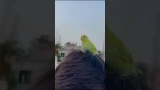 Budgies Parrot 🦜💚💁&zwj;♂️🍀#shorts #pets #budgies #budgiesparrot #birds #nature #animals #shortsfeed