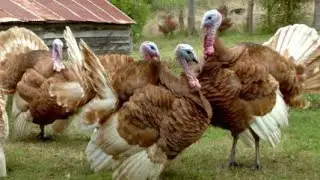 Turkey Sounds Angry Turkey bird  angry turkey sounds!#kpk #birds #youtube #viral #turkey #PetVloge