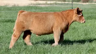Lot 13 || Tag YC10 || Knock Knock x Heat Wave