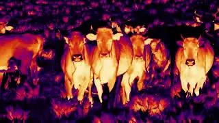 Fire 6 Max | Revolutionary Thermal Vision, See Beyond the Visible