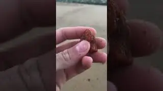 Beautiful deep orange agate nodule #thefinders #rockhound #australianbeach #agate