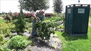 Pruning tips