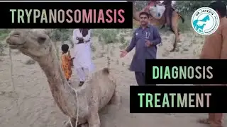 Surra | Trypanosomiasis | diagnosis & treatment | Hemoparasite | #animal #thar #umerkot #veterinary