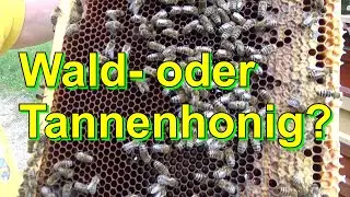 Wald- oder Tannenhonig?