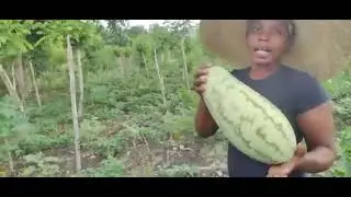 Vin gade tout sekr&egrave; ki genyen nan melon #mr Toussaint #Abedjluniverse #melonhaitien