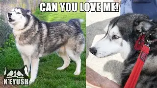Husky Won’t Stop TALKING Until People Say Hello To Him!
