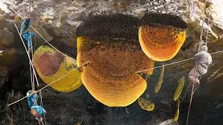 Scary Way They Collect Wild Honey On a Mountain Cliff