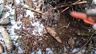 Sondeln Metalldetecting, Waldbesuch und wieder ein Hort, aber nicht erw&uuml;nscht