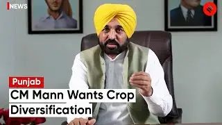 Chief Minister Bhagwant Mann Talks About Crop Diversification In Punjab