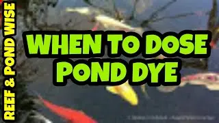 WHEN TO ADD POND DYE.