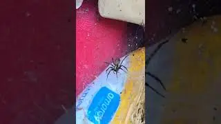 Сегодня нашла паука 🕷 #паук #сад #вдохновениедлясада #насекомые #жук #растение #природа #вирусный...
