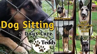 Dog Sitting Teddy 🐶 | Taking Care of a Dog for 2 Days | #Pet Care Vlog