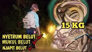 LUAR BIASA !! Nyetrum Belut Malam Hari Di Sawah Saat Banjir Tiba Hasilnya Banyak Banget