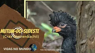 Mutum-do-sudeste (Crax blumenbachii)