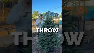 I turned my Christmas tree into gardener&rsquo;s gold&hellip;