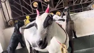 Baby Goat Sound | Baby Goat Calls mom sound 💕💕