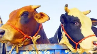Cow unloading, cow videos, cow video, animal, big cow, goru hamba cow, Ep-285