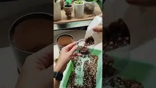 ЧИТАЙ ОПИСАНИЕ⬇️⬇️⬇️ #комнатныерастения #plants